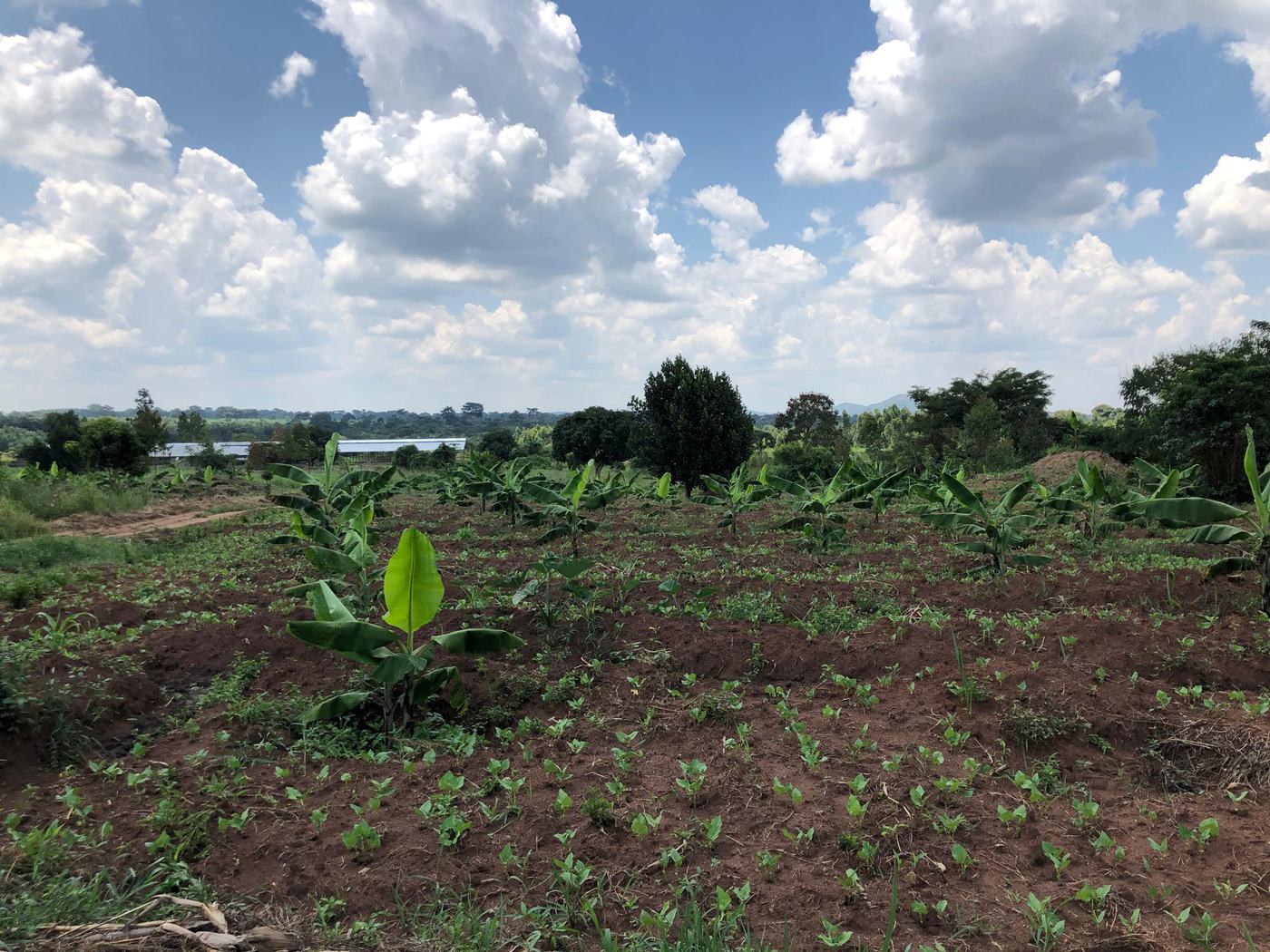 Wide view across a Jaguuza Eco Farms field of young banana suckers planted over an emerging bean crop.