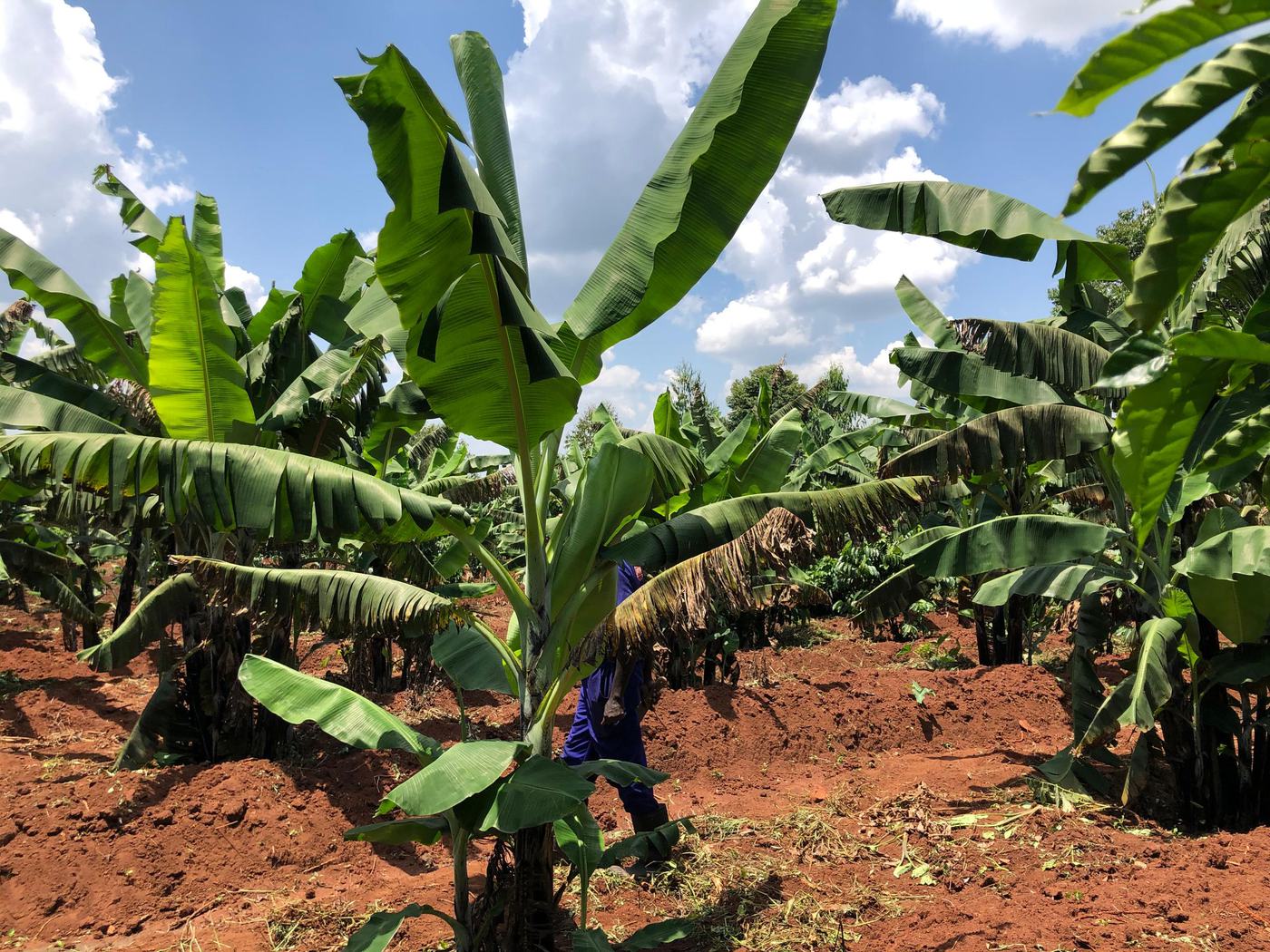 A farm worker in blue overalls tending banana plants between the rows at Jaguuza Eco Farms.