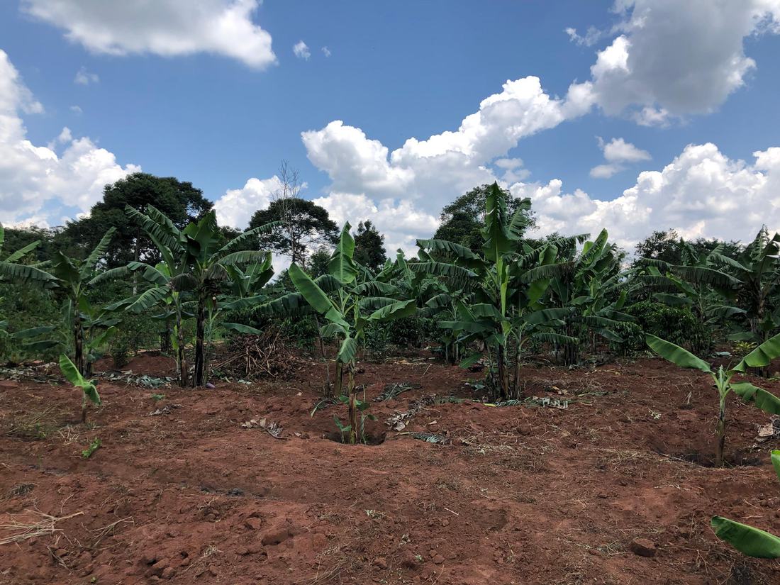 Young banana plants shading a cocoa understorey on tilled red soil at Jaguuza Eco Farms.