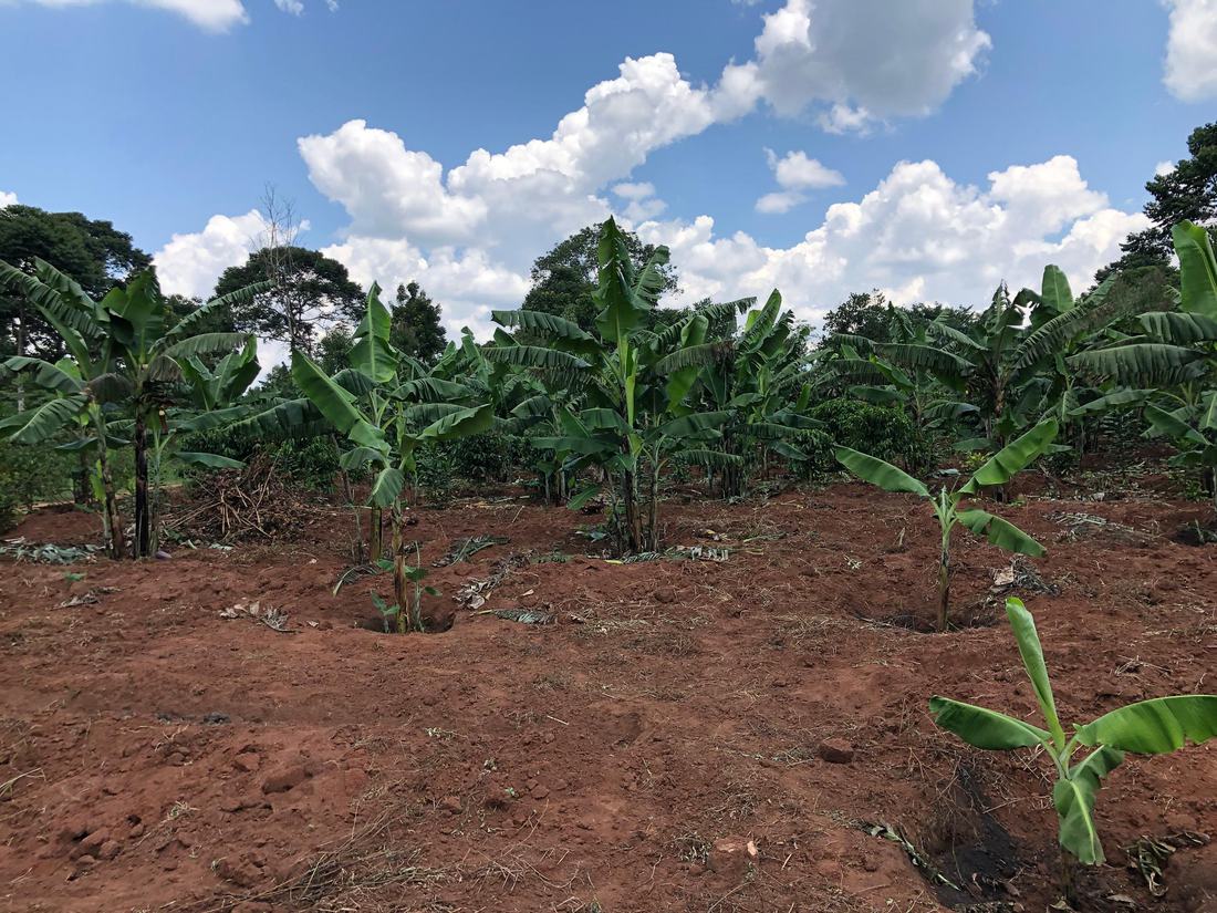 Young banana plants over cocoa on tilled red soil, seen from across the plot.