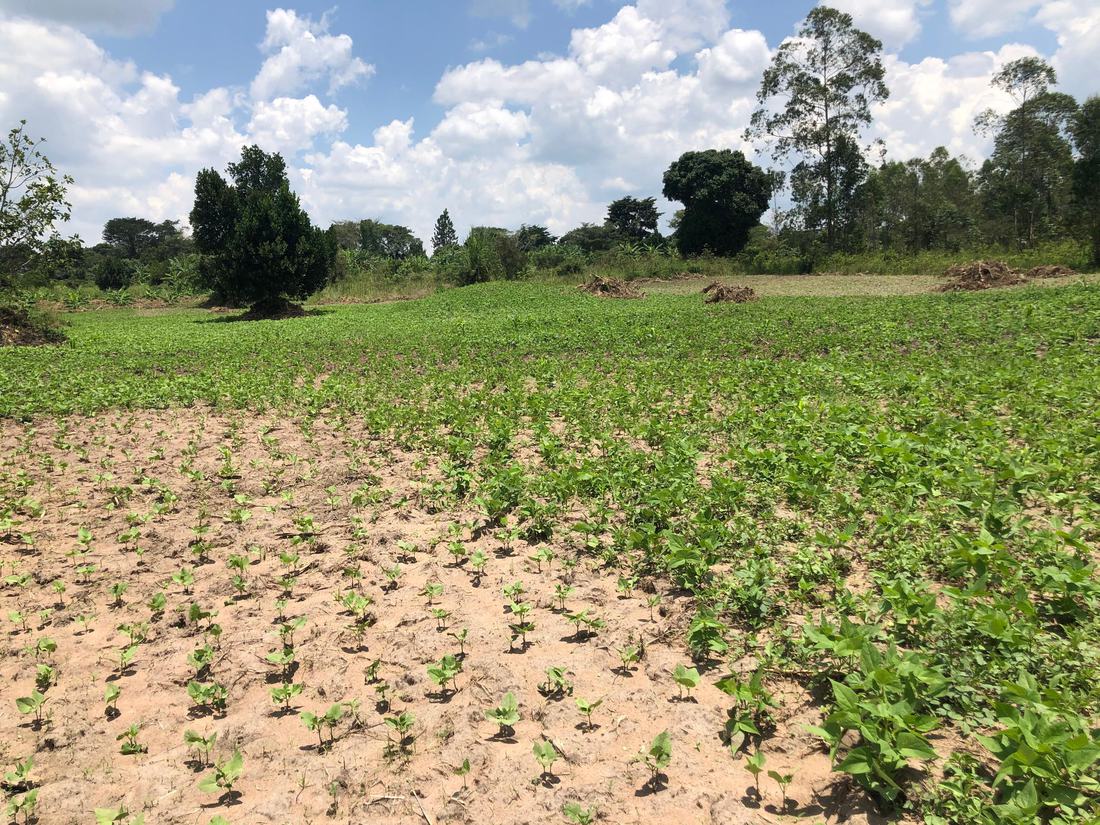 A field of bean plants in full leaf running to the treeline at Jaguuza Eco Farms.