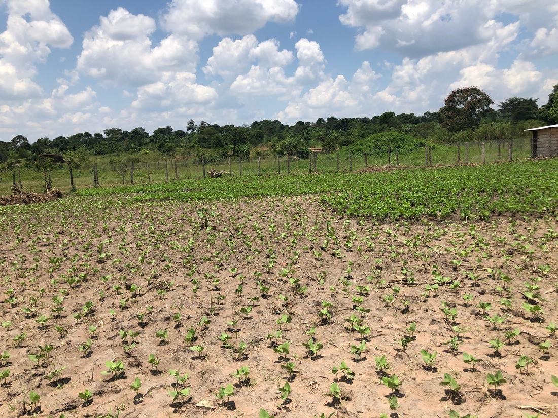 Bean seedlings emerging in rows across a fenced field at Jaguuza Eco Farms.