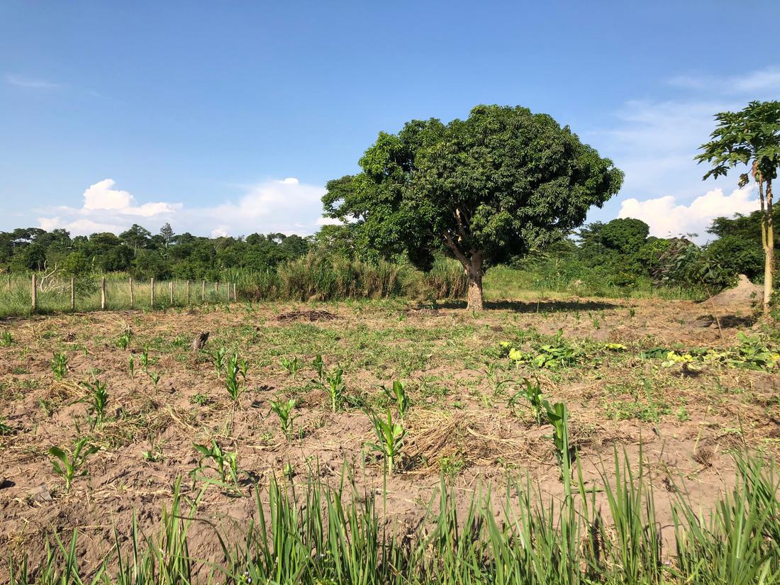 Young maize plants across a cleared field with a mature mango tree standing at the boundary.