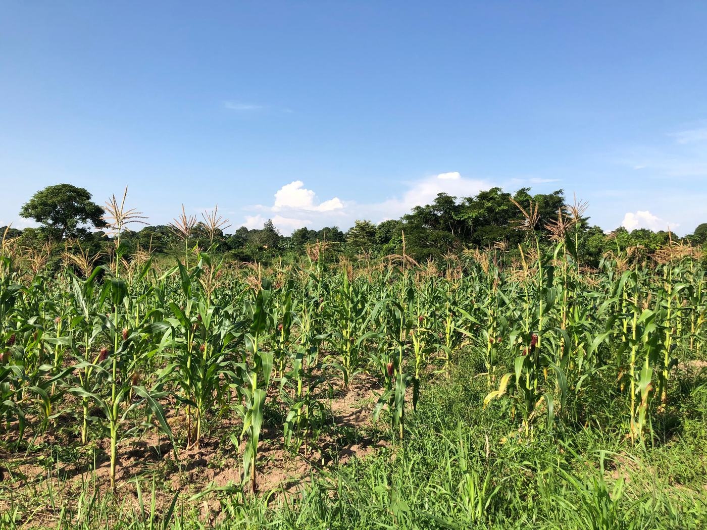 Maize at tasselling stage across a field at Jaguuza Eco Farms under a clear sky.