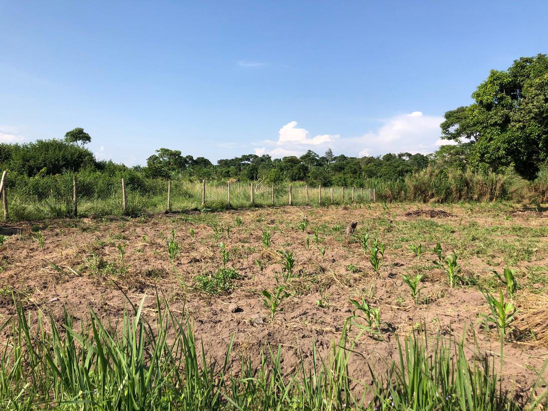 A newly planted maize field enclosed by a post fence at Jaguuza Eco Farms.