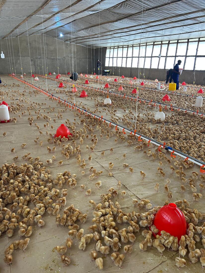 Hundreds of young chicks on the floor of a large brooder house with red feeders and drinker lines, as farm staff work in the background.