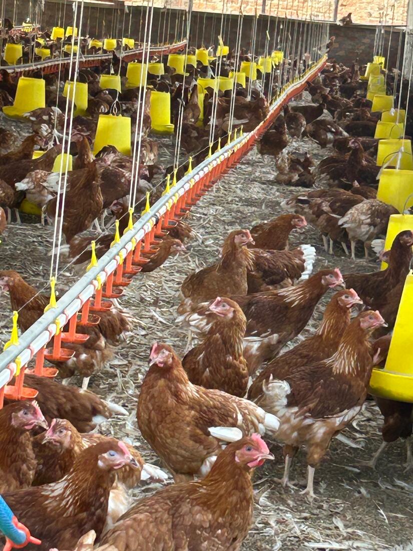 Laying hens beside an automatic nipple drinker line and hanging feeders running the length of the poultry house.