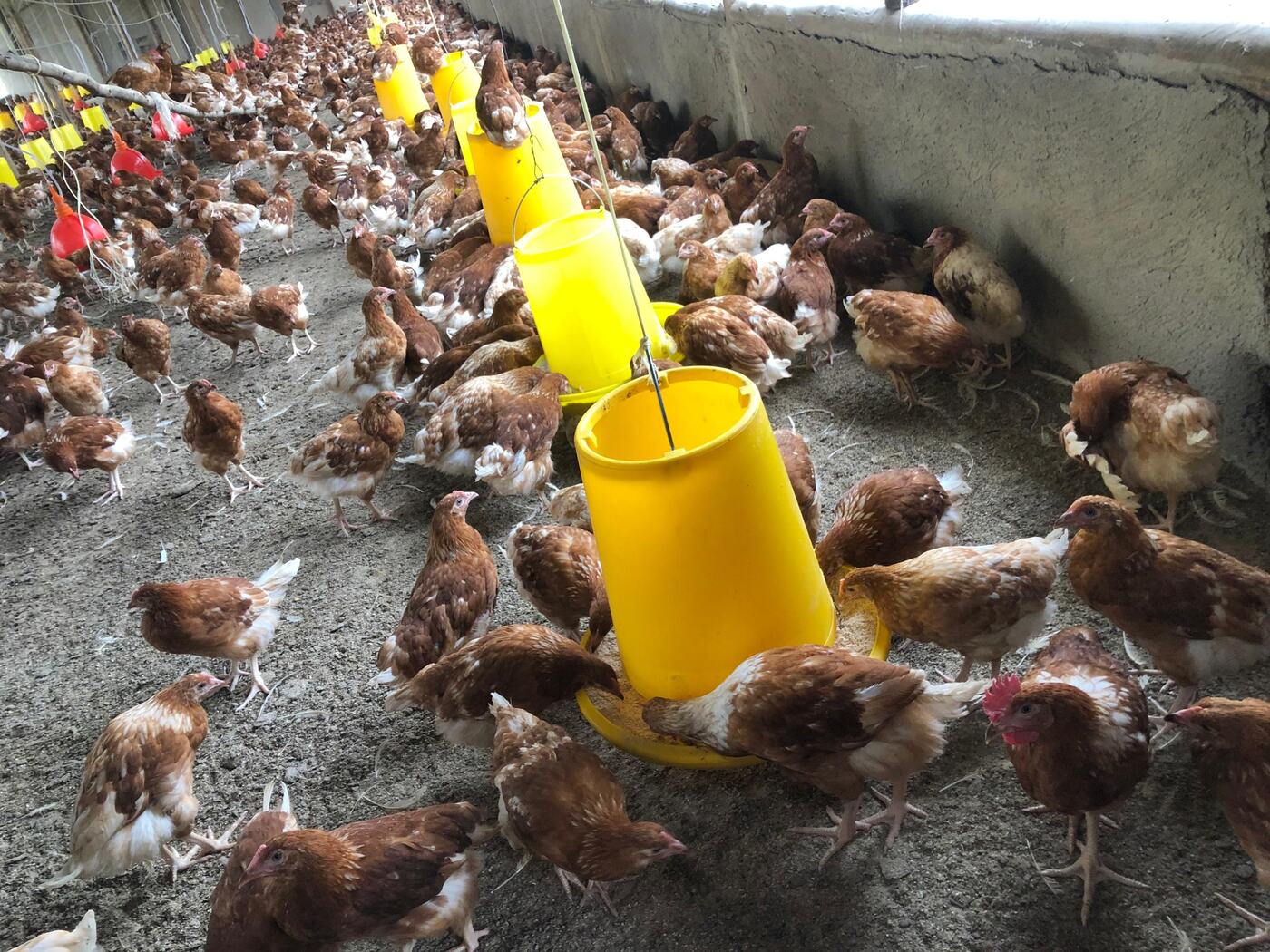 Brown laying hens gathered around hanging yellow feeders inside the poultry house at Jaguuza Eco Farms.