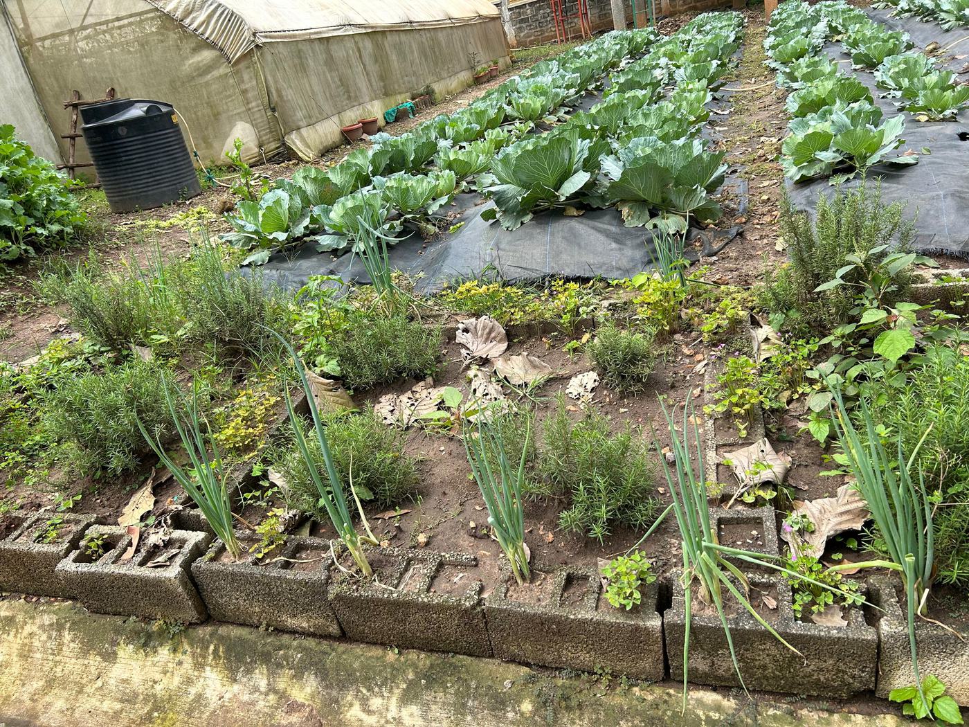 Rows of cabbages growing on mulch sheeting beside beds of onions and herbs at Jaguuza Eco Farms.