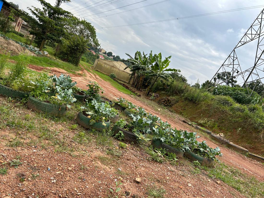 Brassica seedlings growing in rows of recycled tyres set into a sloping bank at Jaguuza Eco Farms.